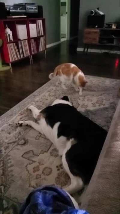 We picked the right cat for our "high energy" shepherd dog.