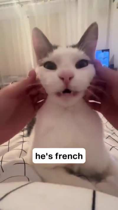 Le meow. Le rowr rowr.