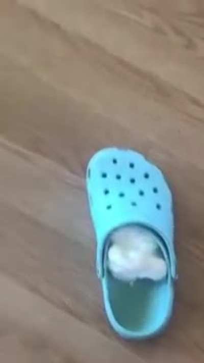 Shaving cream croc