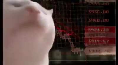 Crypto markets rn…