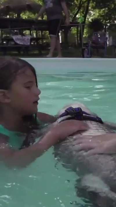 An alligator working as emotional support pet