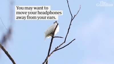 the loudest scream