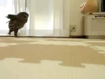 Apparently owls have long legs