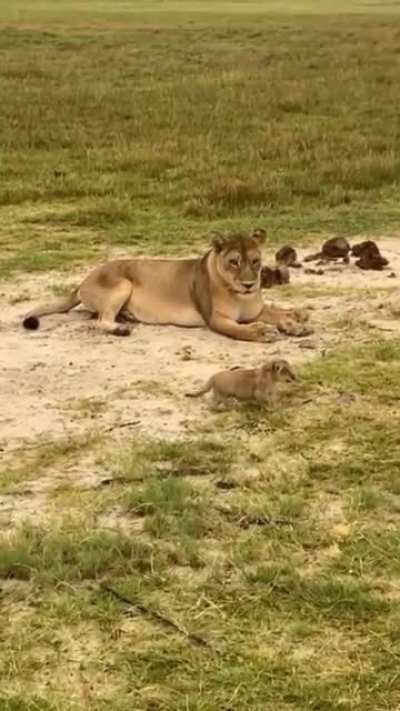 I'm a Lion, hear me ROAR!