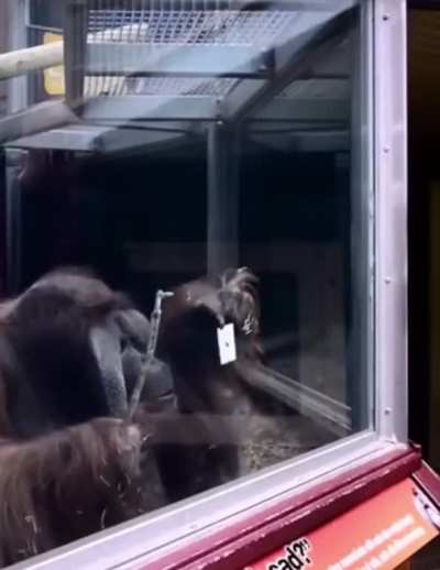 I am as confused as the monkey is 🤯
