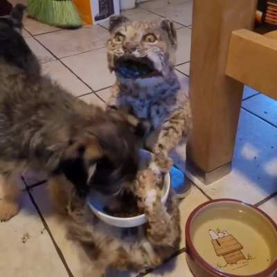 My dog loves his new bowl