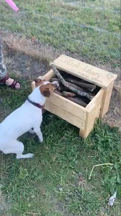 Man creates &ldquo;stick library&rdquo; for dog park.
