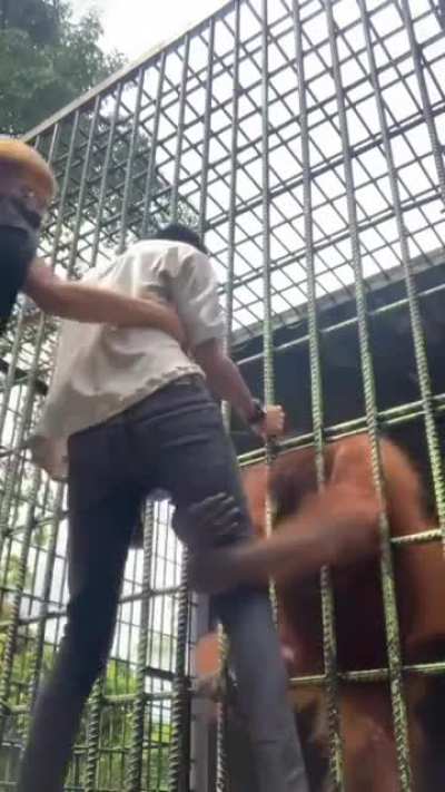 A single ape is strong too