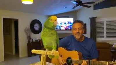 The Bird trying to sing with gutter.