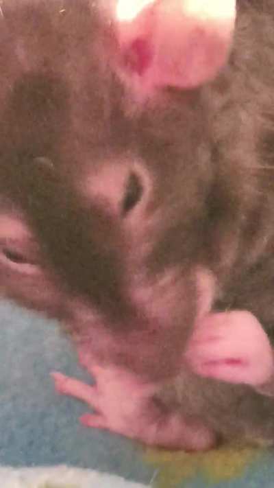Her adorable Brabbies
