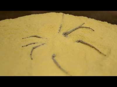 Six eyed spider burying himself in sand (Sicarius Hahni)
