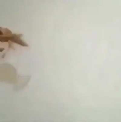 Dancing crab