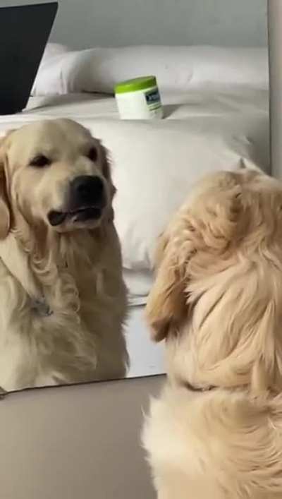 Praticando cara feia no espelho pra brigar com os cachorros pelo port&atilde;o