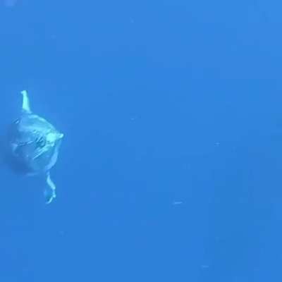 Whales are absolutely terrifying. The sound makes this so much worse.