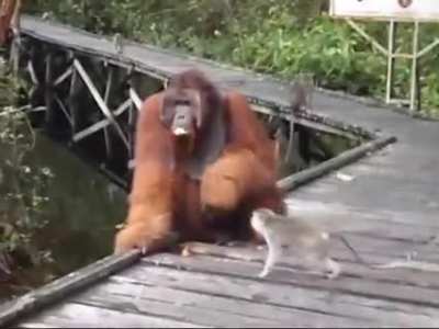 Don't steal a banana out of an Orangutan's mouth