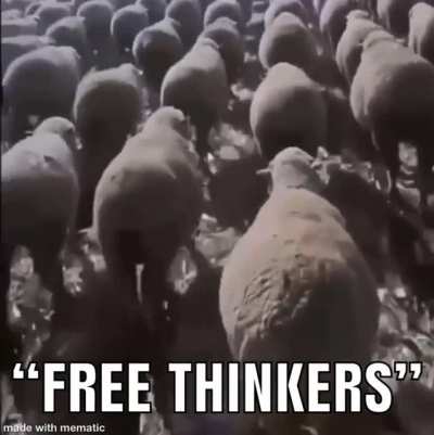 🐑