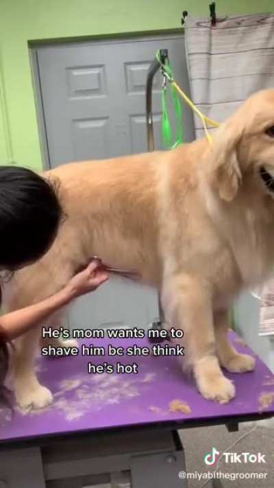 I never see a groomed golden before