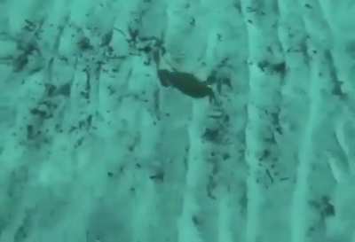 Just a meme that I found, didn&rsquo;t knew they can fly.