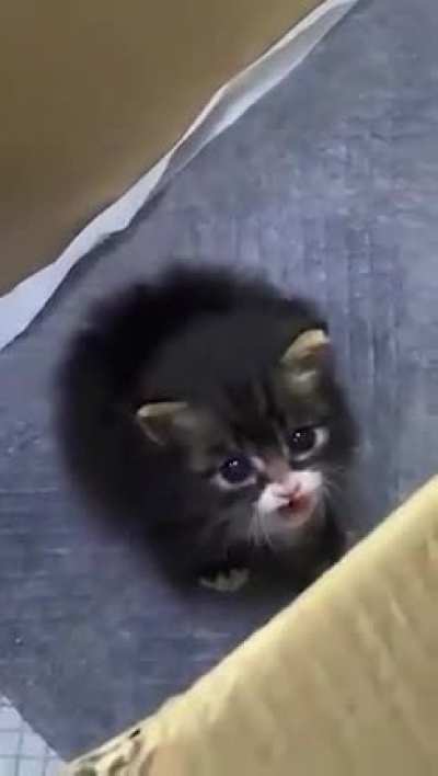 Mini chonk