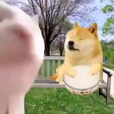 MEMES , DOGS &amp;amp; LOVE ARE THE WAY