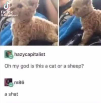 shat