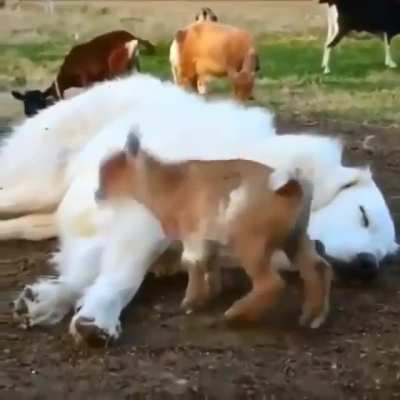 To play with a golden retriever