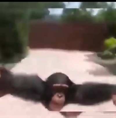 Primate friend