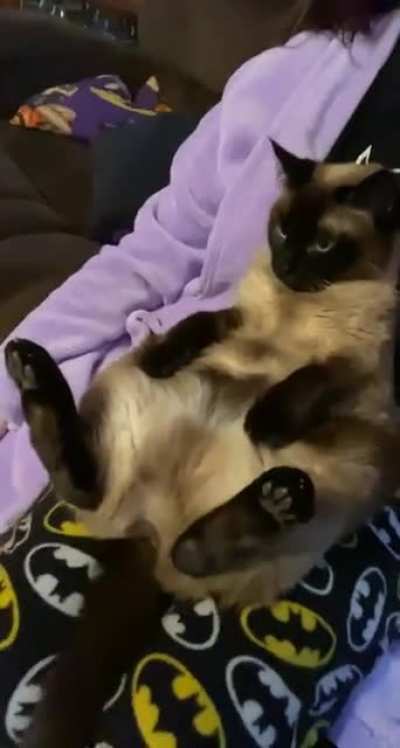 My cat enjoys sitting like this every once in a while... I think she feels the same way we all do right now.