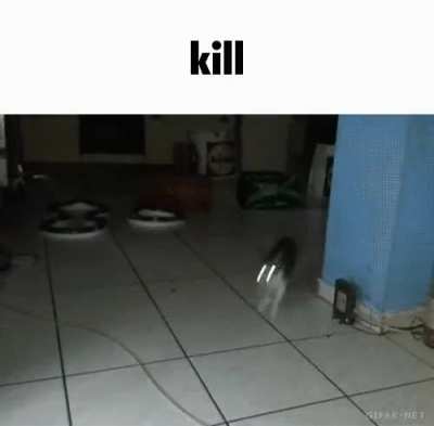 Cats, rule.