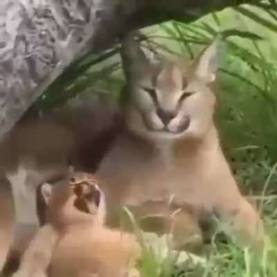 sex