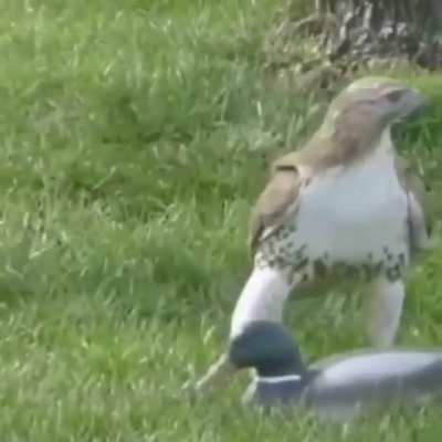 Hawk is confused with a duck figure