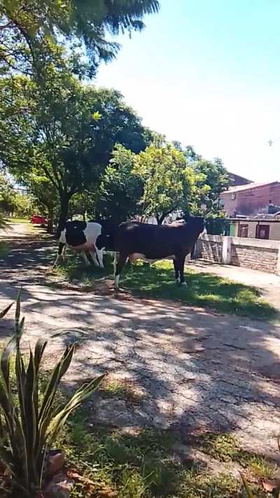 Para relaxar, gravei v&iacute;deos do meu dia a dia.
