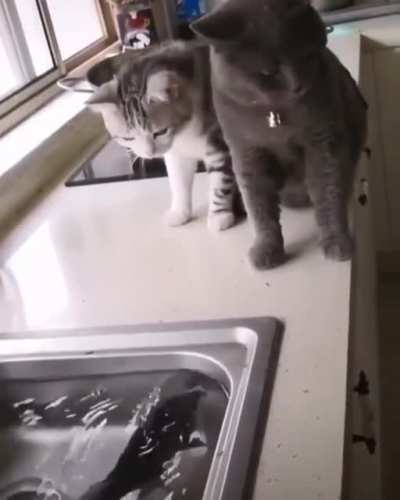 Look bro, that will be our dinner
