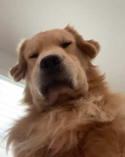 Boop Police