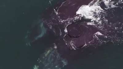 The North Atlantic right whale is a critically endangered type of baleen whale, and it is one of three right whale species. Here is rare footage of North Atlantic right whales "hugging" in Cape Cod Bay which some researchers have hypothesized to be whales