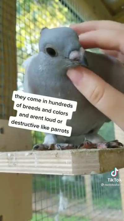 Pet or pest?