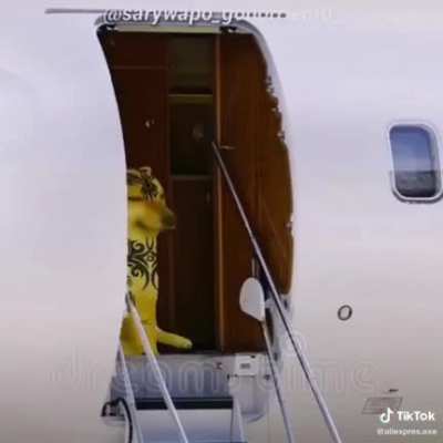 TOY DE LA PEPA