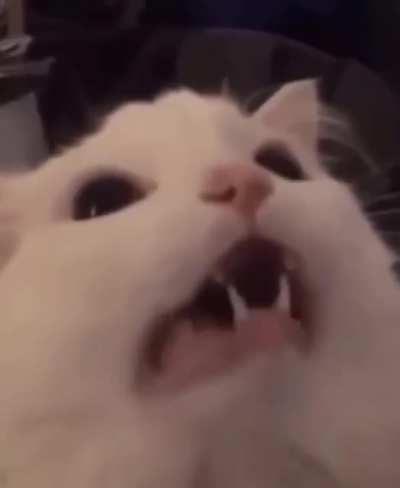 Kawaiiiiii!!!