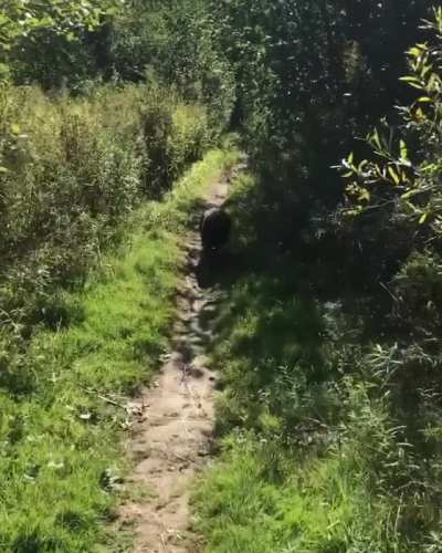 Trail Run