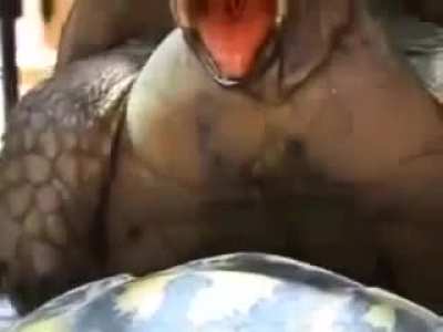 NinJa TurtLes FucK