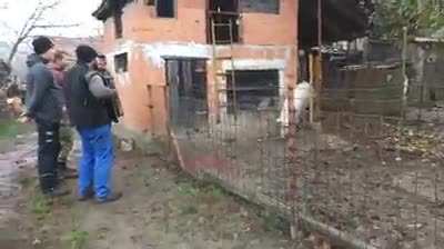 Kolinje! 🐽 🎶