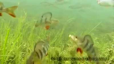 Heehee fish go vroom