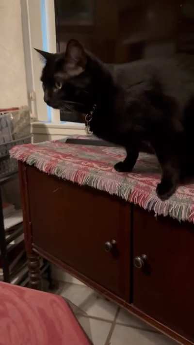 Back Talker 🤬 🐈&zwj;⬛