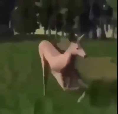 Kafamin ici