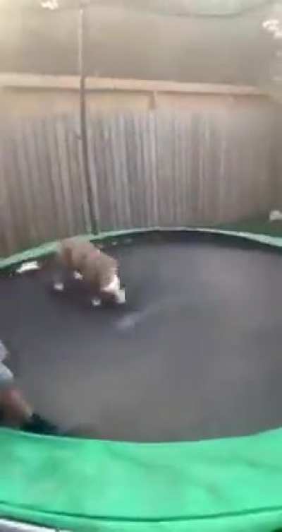 Doggo playing with his best fren and showing off Some Trampoline tricks
