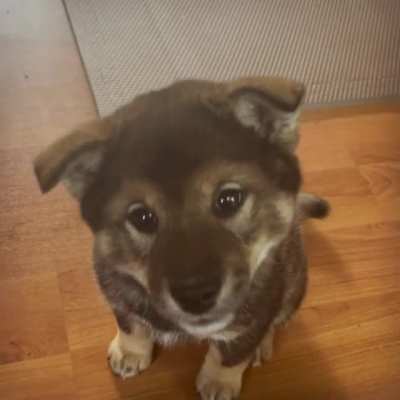Cutie Patootie