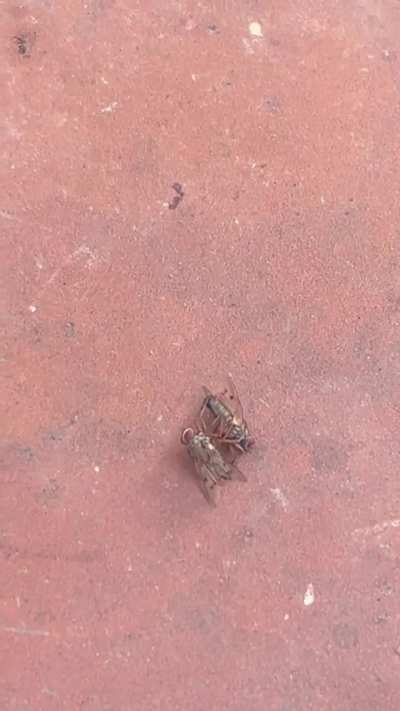 Are they mating?