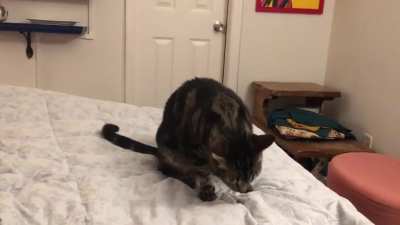 You&rsquo;ve seen fetching cat, now I give you catching cat.