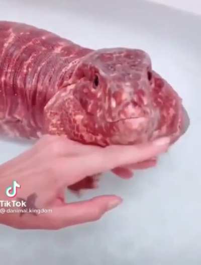 meaty wunk