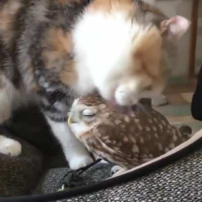 Doesn't he realize I'm a bird?"